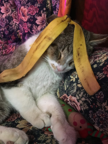 Goofy kitty